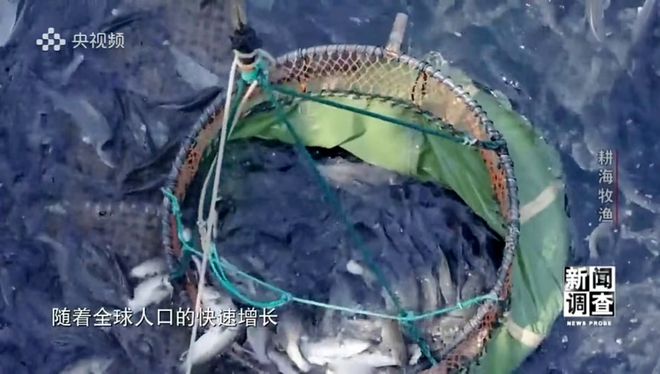 央視《新聞?wù){查》重磅聚焦，湛江水產(chǎn)養殖“游”向深遠海
