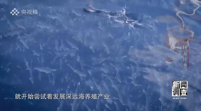 央視《新聞?wù){查》重磅聚焦，湛江水產(chǎn)養殖“游”向深遠海